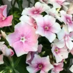 Silvery white petals are dressed in tints of blush pink that darken with age, some with a darker pink eye.