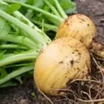 Turnip 'Goldana' is a maincrop variety that produces uniform round golden roots with tender creamy-yellow flesh.