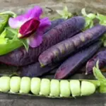 Pea ‘Blauwschokker’ is a beautiful old European Heirloom variety.