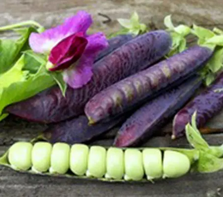 Pea ‘Blauwschokker’ is a beautiful old European Heirloom variety.