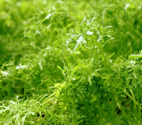 Mustard 'Golden Frills' has attractive sweet leaves that are fringed and finely serrated with the tangy flavour of gourmet mustard.