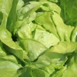 Lettuce 'Suzan' is a traditional butterhead, the heads are tightly-packed and the hearts are fleshy and tasty.