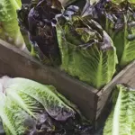 The high standing green leaves are tinged with red, almost bronze.