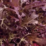 True to its name, Mustard 'Red Frills' has attractive fringed burgundy-red leaves.