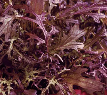 True to its name, Mustard 'Red Frills' has attractive fringed burgundy-red leaves.