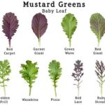 Leaf mustard comes in an array of shapes and sizes