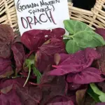 The heart-shaped leaves of Orach have a pleasant flavour and the colour is always spectacular.