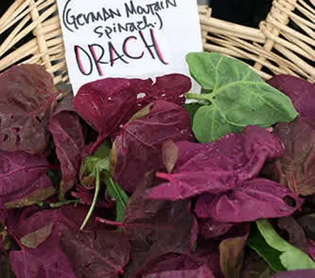 The heart-shaped leaves of Orach have a pleasant flavour and the colour is always spectacular.