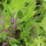 Baby Leaf Mix 'Classic Asian Mix', Organic-0