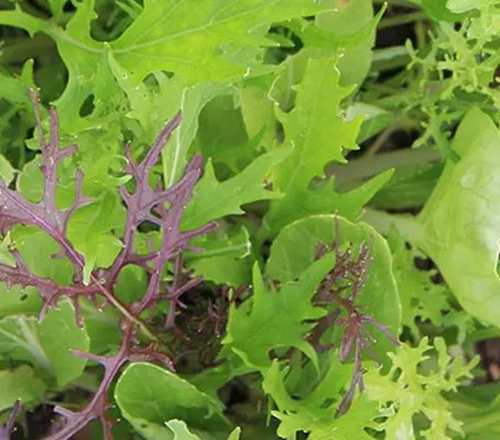 Baby Leaf Mix 'Classic Asian Mix', Organic-0