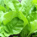 Perpetual Spinach Leaf Beet is one of the easiest and most productive vegetables for a small space
