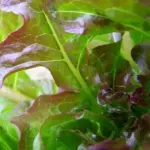 Cocarde is a very adaptable lettuce which can be grown in most climates and seasons.