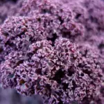 'Scarlet Curled' Kale is a highly attractive and ultra-hardy variety