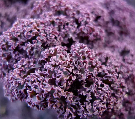 'Scarlet Curled' Kale is a highly attractive and ultra-hardy variety