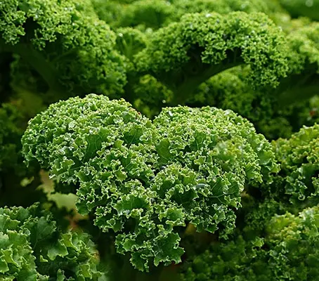 Kale 'Westland Winter' is a medium early variety with dark green leaves that are heavily blistered and very curly.