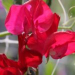 'Mammoth Crimson' blooms read as velvety crimson that is near wine or black-cherry at first glance.