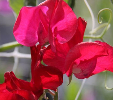'Mammoth Crimson' blooms read as velvety crimson that is near wine or black-cherry at first glance.