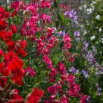 Lathyrus odoratus, 'Mammoth Crimson'-16873