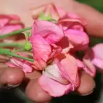 Lathyrus odoratus, 'Mammoth Salmon Cream'-20101