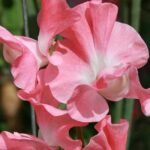 'Mammoth Salmon Cream' produces blooms in a warm pink with a soft apricot glow, more peach than coral.