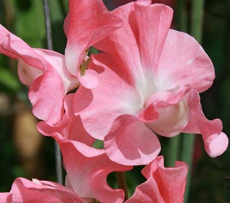 'Mammoth Salmon Cream' produces blooms in a warm pink with a soft apricot glow, more peach than coral.