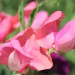 Lathyrus odoratus, 'Mammoth Salmon Cream'-0