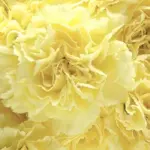 Dianthus caryophyllus 'Marie Chabaud' -0