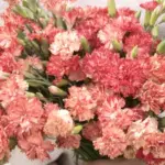 Dianthus caryophyllus 'Chabaud Orange Sherbet'-0