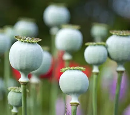 ‘The Giant’ provides huge blooms which give way to possibly the largest of all poppy pods.