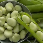 Broad Bean ‘Eleonora’ is a new improved selection of the popular Express variety.