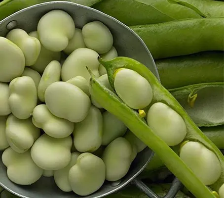 Broad Bean ‘Eleonora’ is a new improved selection of the popular Express variety.