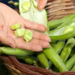 Broad Bean ‘Ratio’ is a very high-yielding variety.