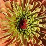 Zinnia elegans 'Queeny Lime Orange'-18516