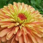 Zinnia elegans 'Queeny Lime Orange'-0