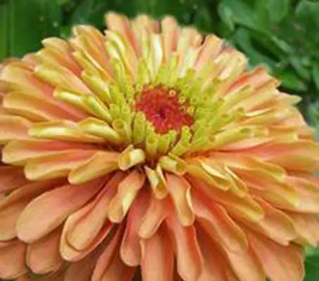 Zinnia elegans 'Queeny Lime Orange'-0