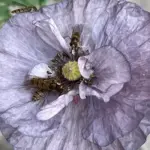 Papaver rhoeas 'Amazing Grey'. -18736