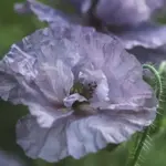 Papaver rhoeas 'Amazing Grey'. -0