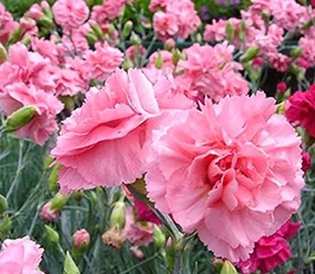 Super tall stems display the most beautiful range of coral, salmon, blush, pink and cherry flowers.