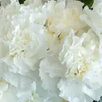 Chabaud Carnation ' Jeanne Dionis' is simply glorious.