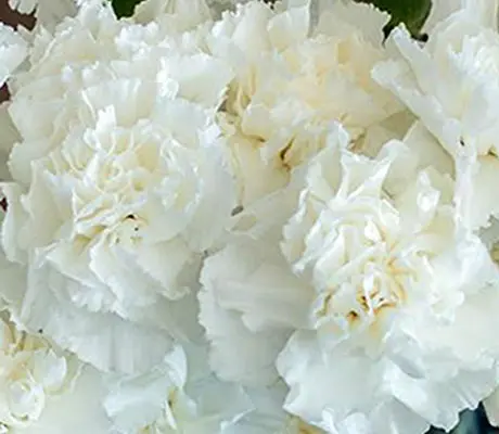 Chabaud Carnation ' Jeanne Dionis' is simply glorious.