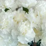 Dianthus caryophyllus 'Chabaud Jeanne Dionis'-17006