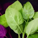 The heart-shaped leaves of Orach have a pleasant flavour and the colour is always spectacular.