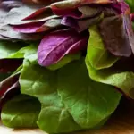 Orach 'Green' Mountain Spinach, Organic-16994
