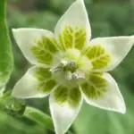 The distinctive flowers of C. baccatum cultivars make them easy to recognise.