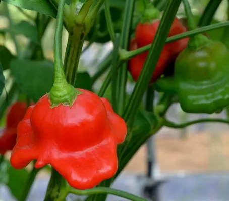 Named for its distinct three-sided shape resembling a bishop's crown,