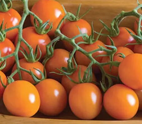 Tomato 'Clementine', Organic-0