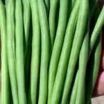 French Bean ‘Faraday’ is one of the best, if not the best new Dwarf French Bean to become available for some time.