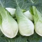Cabbage ‘Filderkraut’ it is a medium-late pointed cabbage with a high sugar content.
