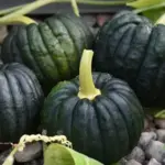 Wait for them to ripen completely for maximum flavour, which is nutty and sweet with hints of chestnut.