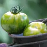 This gorgeous, tangy Green Zebra has become one of the most recognised tomatoes in the Heirloom trade.